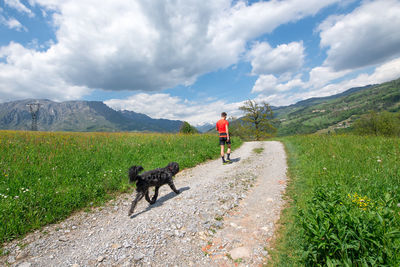 Dog walking in a field