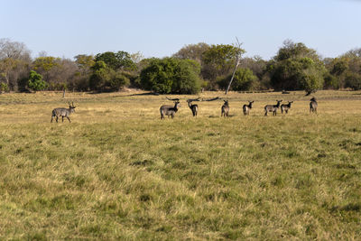 Waterbucks in a field