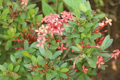 Close-up of flowers blooming outdoors