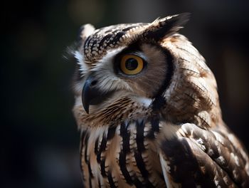 Close-up of owl