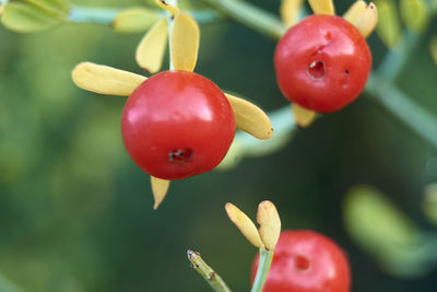 Red cranberries in the mount sunny day, macro photography, details