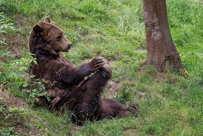 Resting brown bear ursus arctos in the forest