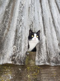 Portrait of cat on wall