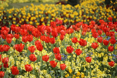 Close-up of red tulips in field