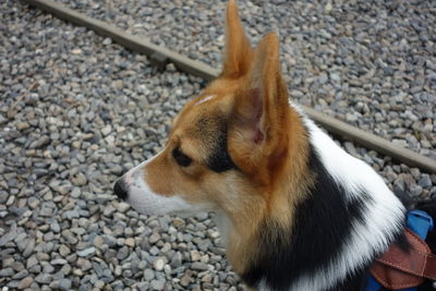 Close-up of a dog looking away