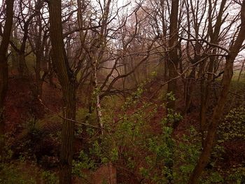 Trees in forest