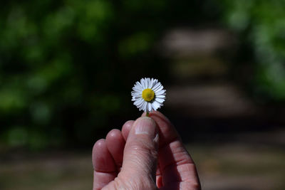 Cropped hand of man holding white daisy