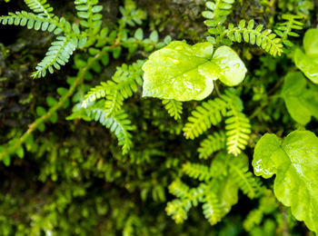 High angle view of fern leaves on plant