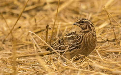 Close-up of bird perching on a field