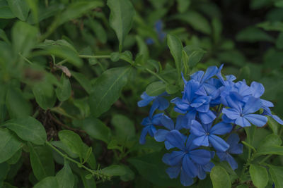 Close-up of purple flowering plants