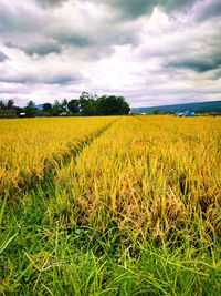 Scenic view of field against sky