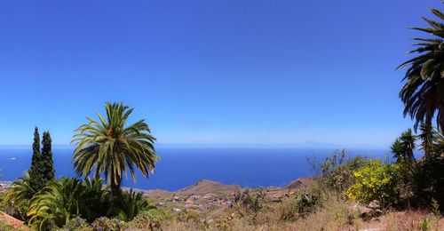 Palm trees by sea against clear blue sky