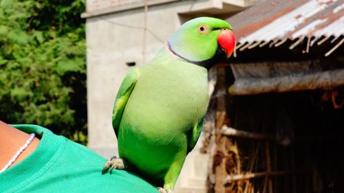 Close-up of parrot perching on tree