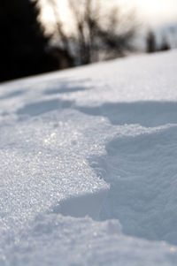 Close-up of surface level of leaf