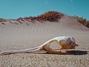 Close-up of a shells on sand