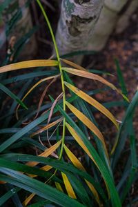 High angle view of plant growing on field