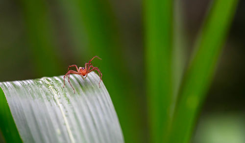 Close-up of ant on flower