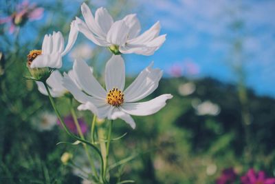 Close-up of white cosmos flowers