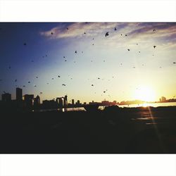 Silhouette birds flying over city against sky during sunset