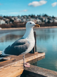 Seagull on pier at the white rock, bc pier