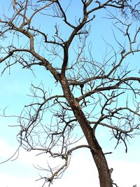 Low angle view of bare tree against clear blue sky