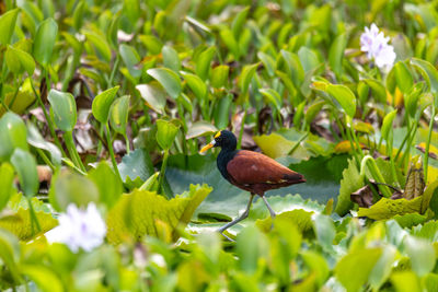 Close-up of bird perching on tree