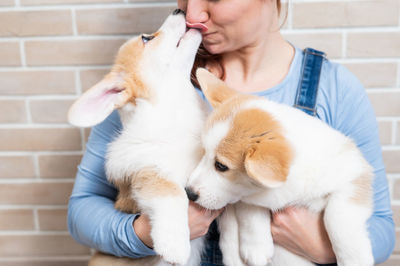 Midsection of woman holding puppies