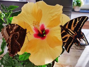 Close-up of butterfly on flower