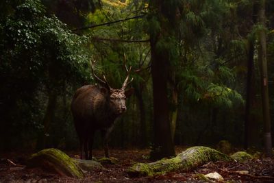 Close-up of deer standing in forest