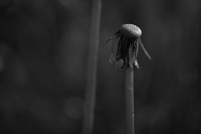 Close-up of wilted plant against white wall