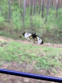 Close-up of butterfly on flower