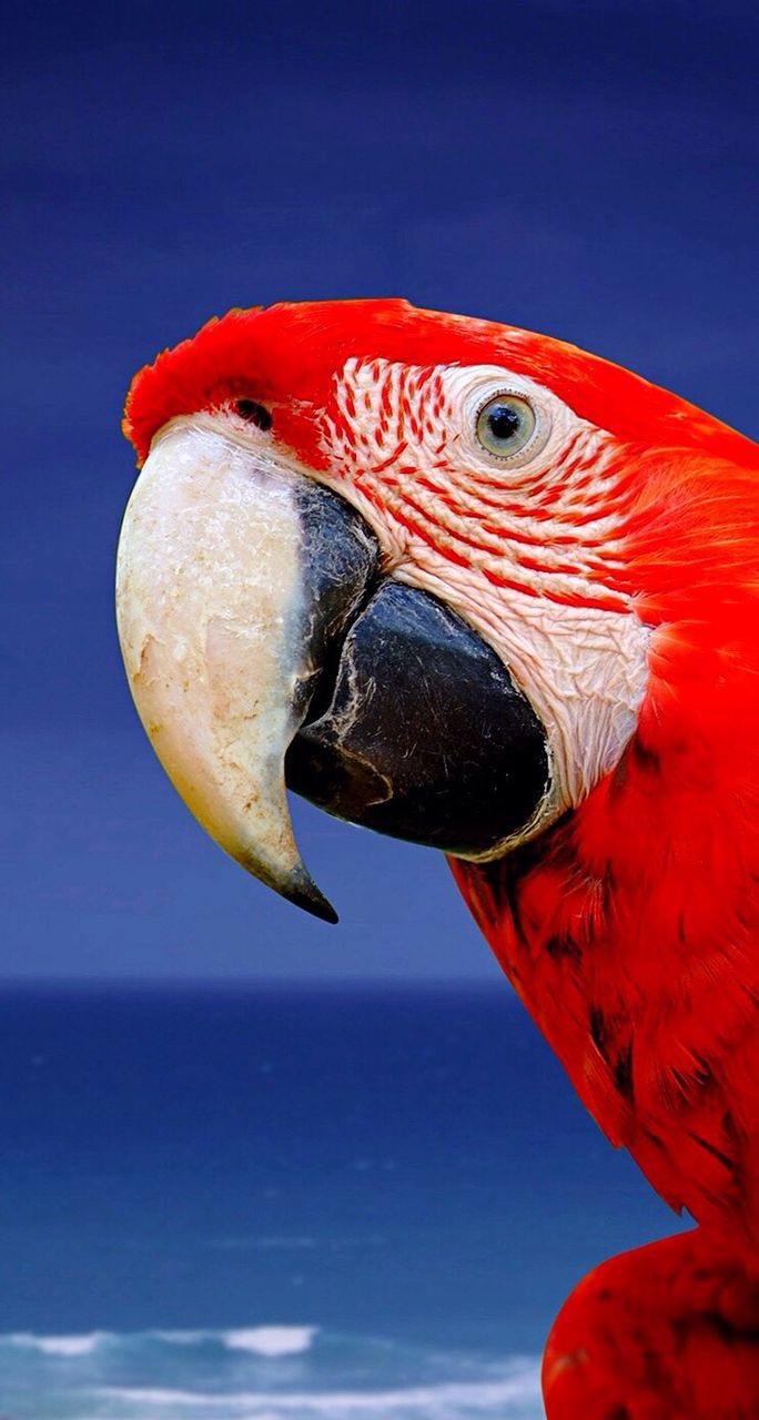 animal themes, one animal, bird, wildlife, red, animals in the wild, close-up, beak, animal head, blue, animal body part, parrot, side view, zoology, animal eye, nature, focus on foreground, no people, outdoors, low angle view