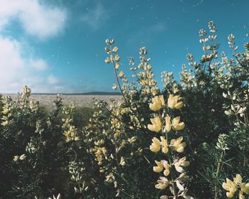 Close-up of flowering plants on field against sky