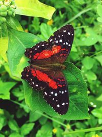 Close-up of butterfly on leaves