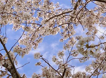 Low angle view of cherry blossoms against sky