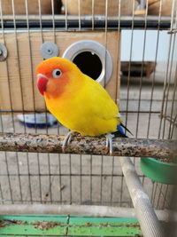 Close-up of bird perching in cage