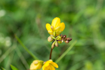 Close-up of yellow flowering plant