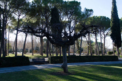 Trees on landscape against clear sky
