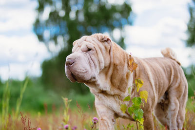 Close-up of a dog