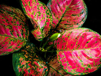 Vivid red and green color on the leaf surface of aglaonema beautiful tropical ornamental houseplant