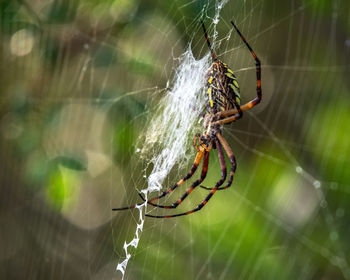 Close-up of spider and web