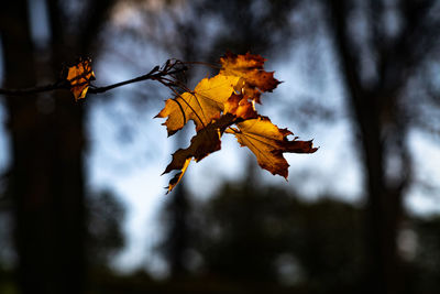 Close-up of dry leaves on tree during autumn