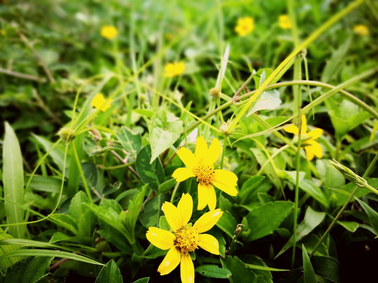 plant, flowering plant, flower, vulnerability, fragility, growth, yellow, freshness, beauty in nature, flower head, inflorescence, close-up, petal, green color, nature, day, plant part, leaf, no people, focus on foreground, outdoors, pollen