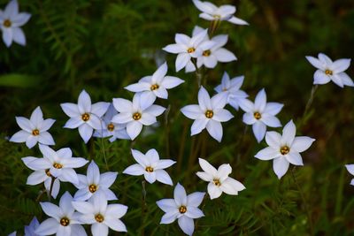 Close-up of white flowers blooming outdoors