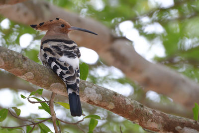 Low angle view of bird perching on tree