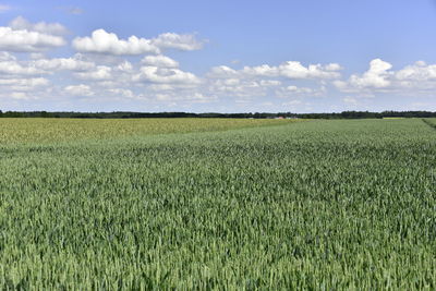 Scenic view of agricultural field against sky