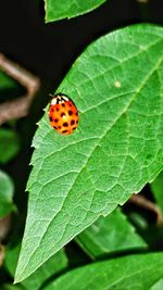 Close-up of ladybug on leaf