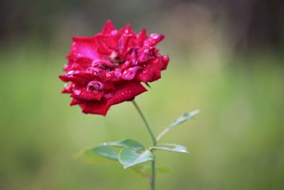 Close-up of red rose