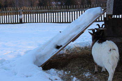 White horse on snow covered field