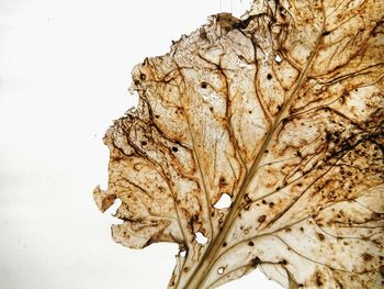 Close-up of dead tree